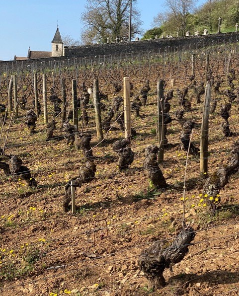 Vin Rouge Vieux Château des Combes - AOP Saint Émilion Grand Cru Bordeaux